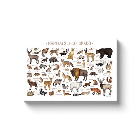 Colorado Mammals Ready to Hang Canvas Print