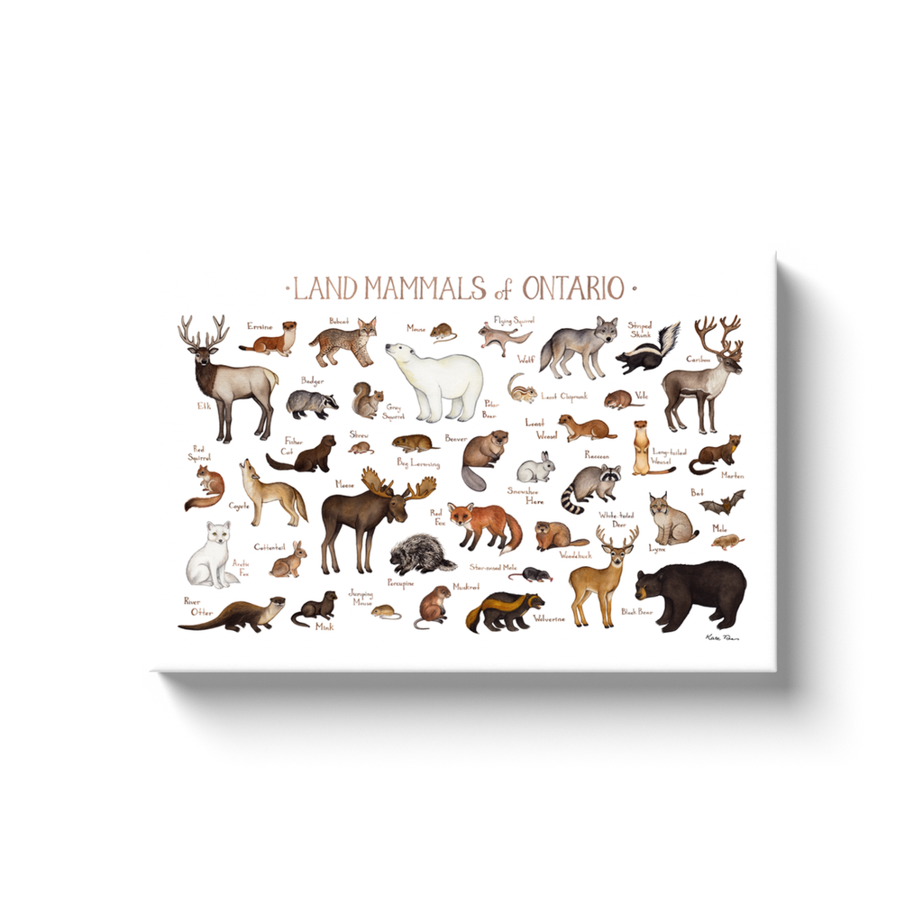 Ontario Land Mammals Ready to Hang Canvas Print