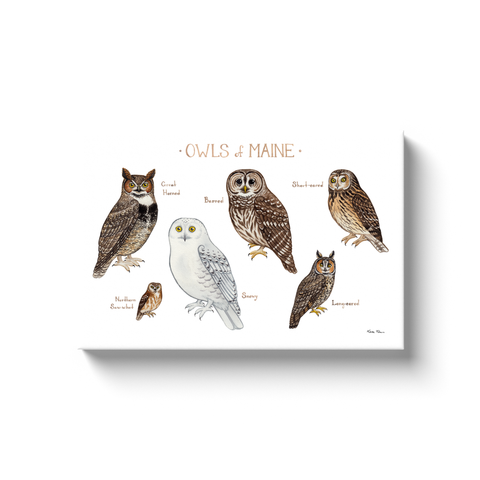 Maine Owls Ready to Hang Canvas Print