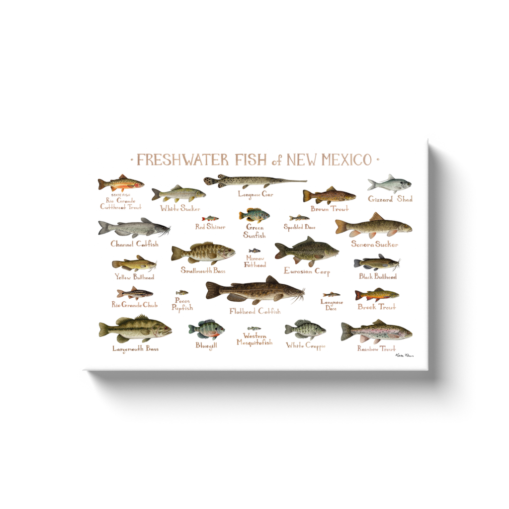 New Mexico Freshwater Fish Ready to Hang Canvas Print