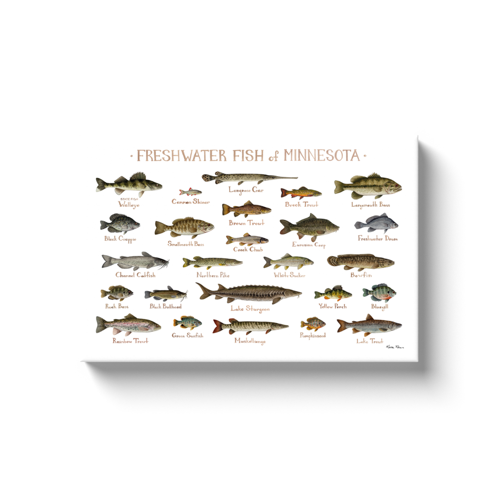 Minnesota Freshwater Fish Ready to Hang Canvas Print