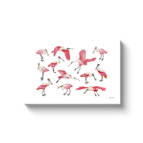 Roseate Spoonbill Ready to Hang Canvas Print