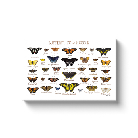 Missouri Butterflies Ready to Hang Canvas Print