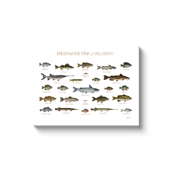 Oklahoma Freshwater Fish Ready to Hang Canvas Print