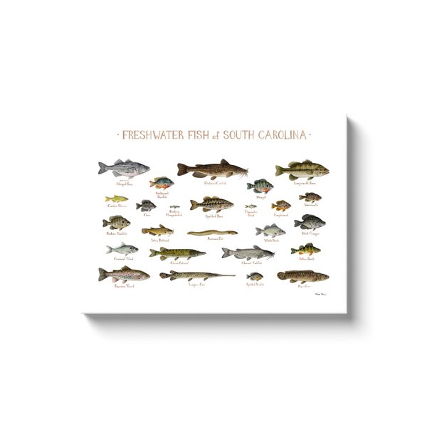 South Carolina Freshwater Fish Ready to Hang Canvas Print