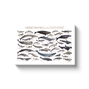 East Coast Marine Mammals Ready to Hang Canvas Print