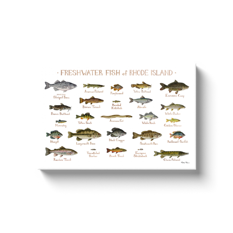 Rhode Island Freshwater Fish Ready to Hang Canvas Print