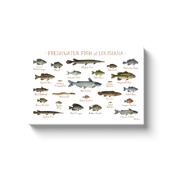 Louisiana Freshwater Fish Ready to Hang Canvas Print