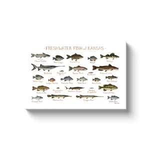 Kansas Freshwater Fish Ready to Hang Canvas Print