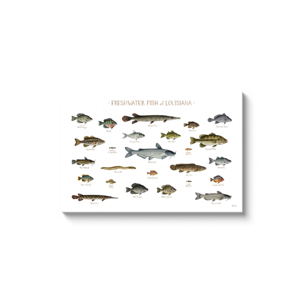Louisiana Freshwater Fish Ready to Hang Canvas Print