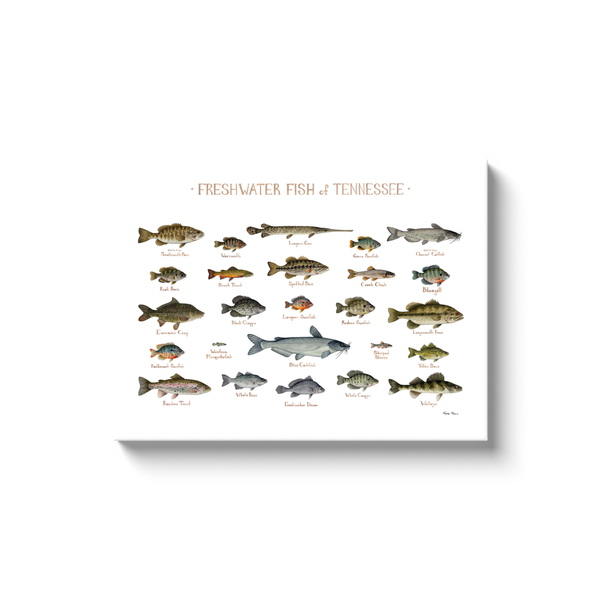 Tennessee Freshwater Fish Ready to Hang Canvas Print