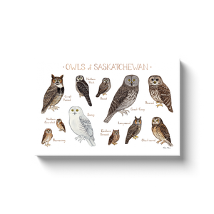 Saskatchewan Owls Ready to Hang Canvas Print