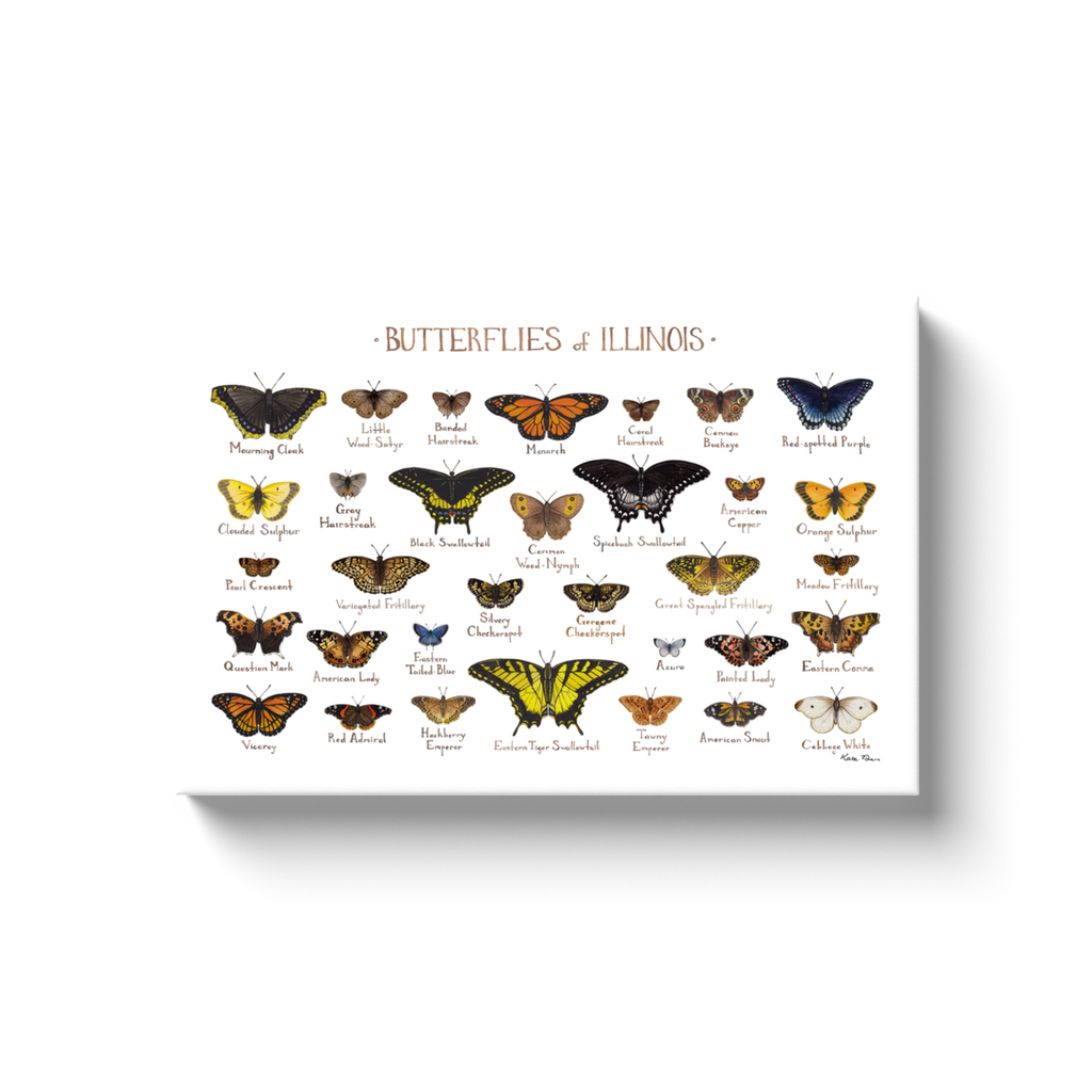 Illinois Butterflies Ready to Hang Canvas Print