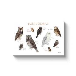 Alaska Owls Ready to Hang Canvas Print