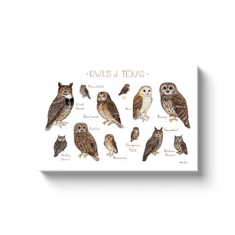 Texas Owls Ready to Hang Canvas Print