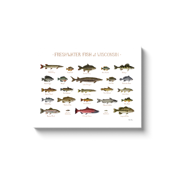 Wisconsin Freshwater Fish Ready to Hang Canvas Print