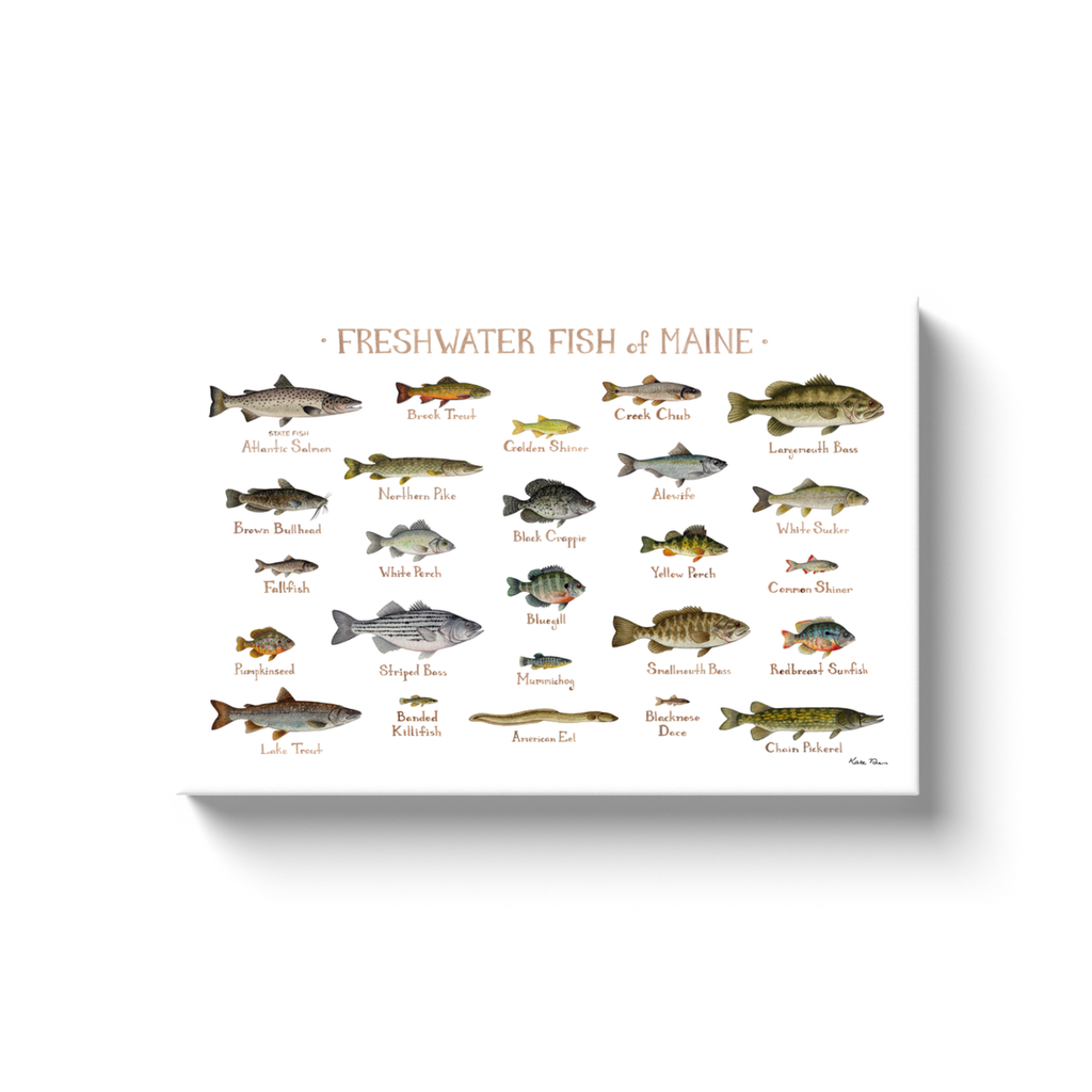 Maine Freshwater Fish Ready to Hang Canvas Print