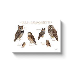 Massachusetts Owls Ready to Hang Canvas Print