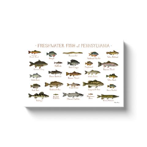 Pennsylvania Freshwater Fish Ready to Hang Canvas Print