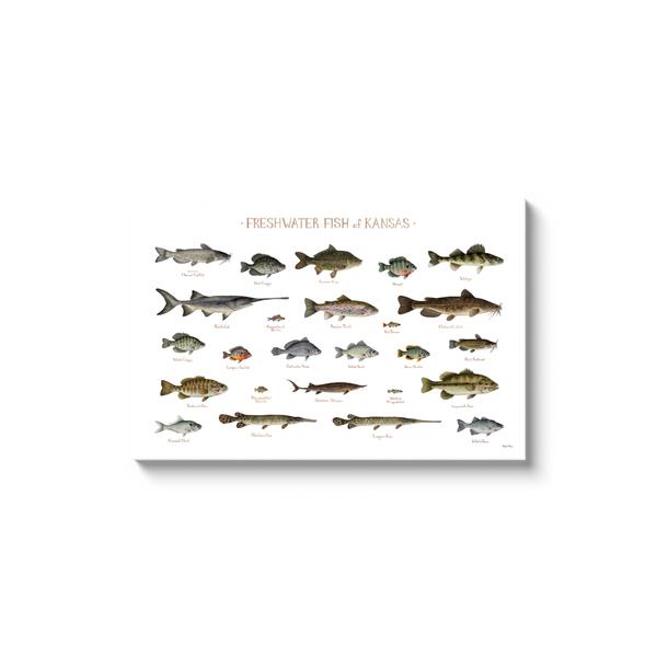 Kansas Freshwater Fish Ready to Hang Canvas Print