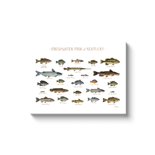 Kentucky Freshwater Fish Ready to Hang Canvas Print
