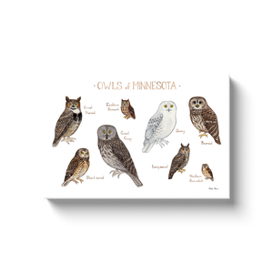 Minnesota Owls Ready to Hang Canvas Print