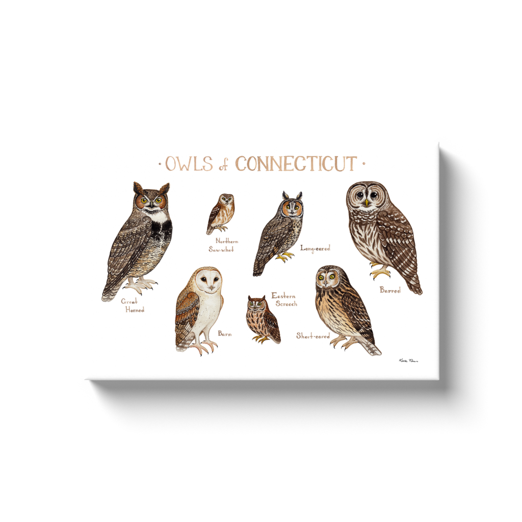 Connecticut Owls Ready to Hang Canvas Print