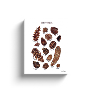 Pine Cones of North America Ready to Hang Canvas Print