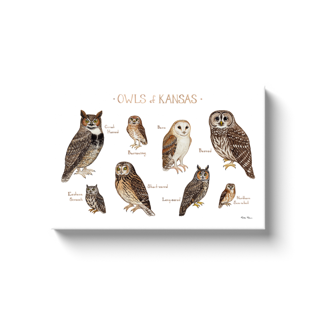 Kansas Owls Ready to Hang Canvas Print