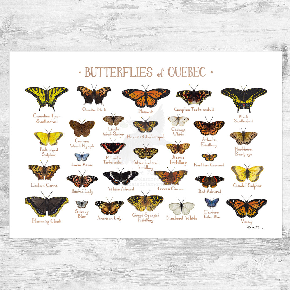 Quebec Butterflies Field Guide Art Print