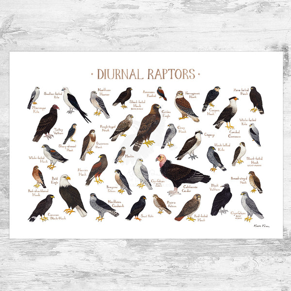 Find The Raptors Diurnal Raptors of North America Field Guide Art Print – Kate Dolamore Art