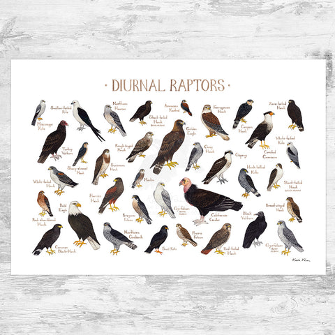 Diurnal Raptors of North America Field Guide Art Print