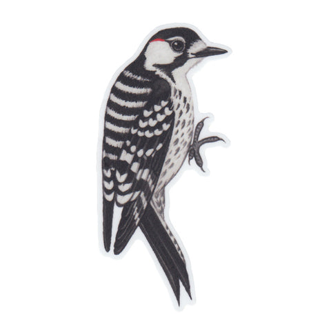 Red-cockaded Woodpecker Vinyl Sticker