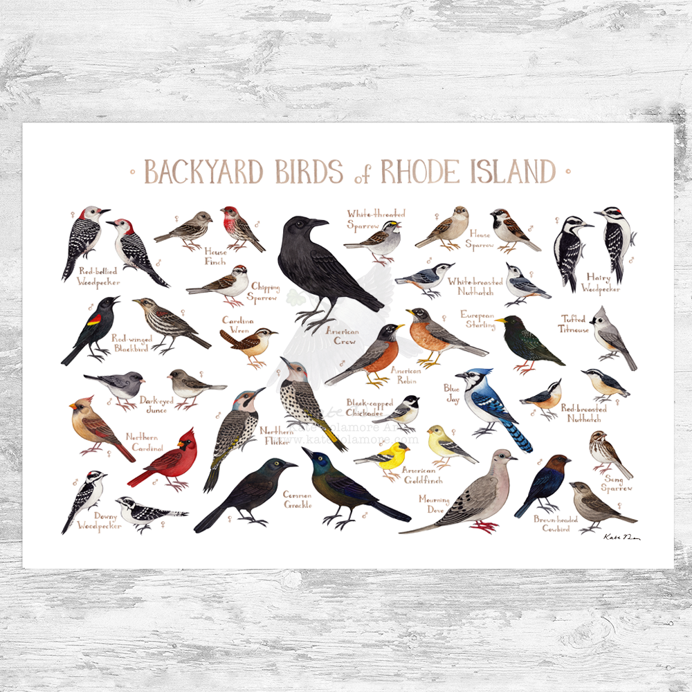 Rhode Island Backyard Birds Field Guide Art Print