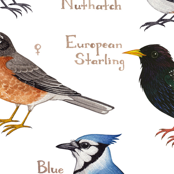 Rhode Island Backyard Birds Field Guide Art Print