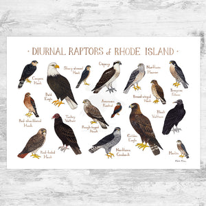 Rhode Island Diurnal Raptors Field Guide Art Print