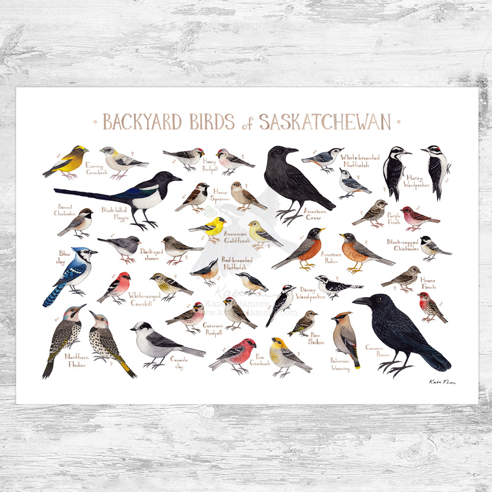 Saskatchewan Backyard Birds Field Guide Art Print
