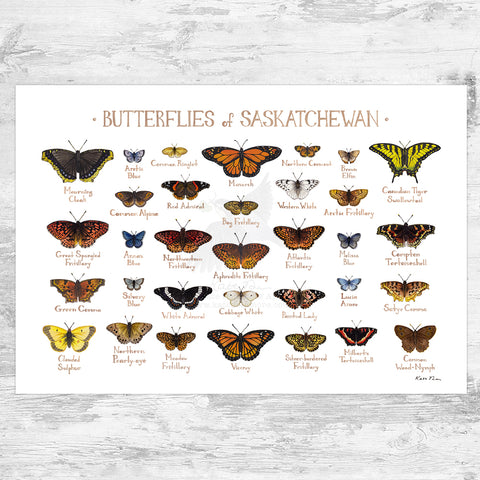 Saskatchewan Butterflies Field Guide Art Print