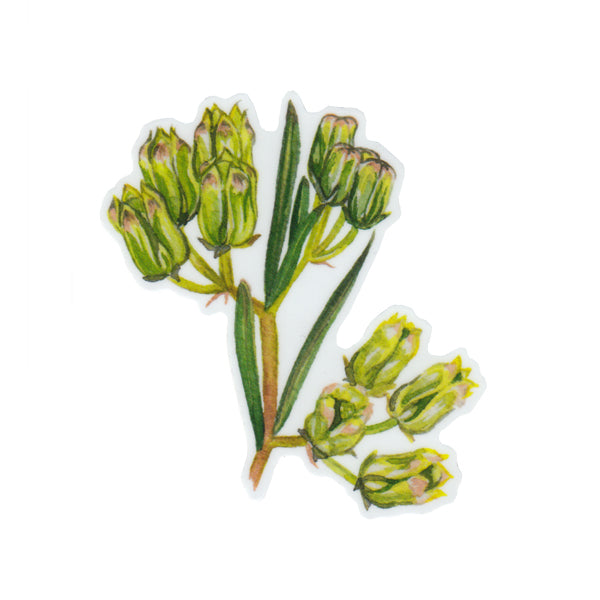 Savannah Milkweed Vinyl Sticker