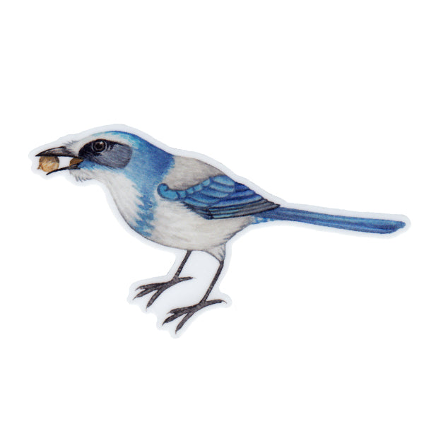 Florida Scrub-Jay with Acorns Vinyl Sticker