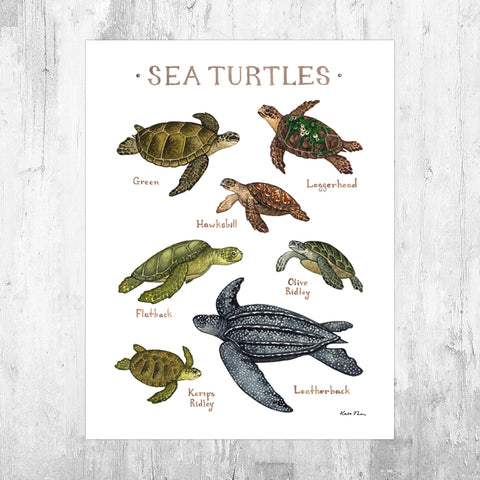 Sea Turtles Field Guide Art Print