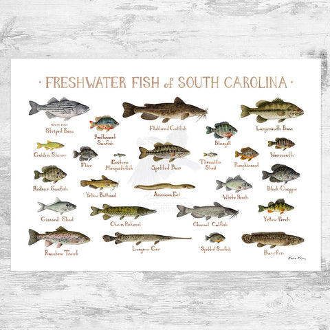 South Carolina Freshwater Fish Field Guide Art Print