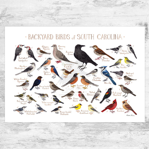 South Carolina Backyard Birds Field Guide Art Print