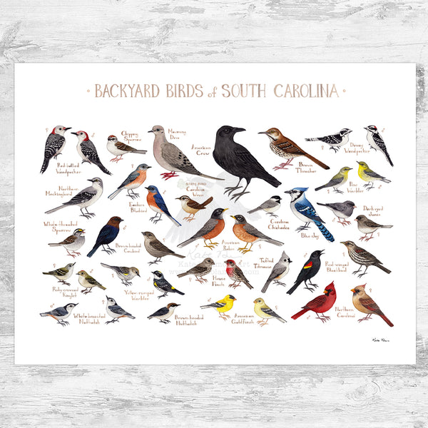 South Carolina Backyard Birds Field Guide Art Print