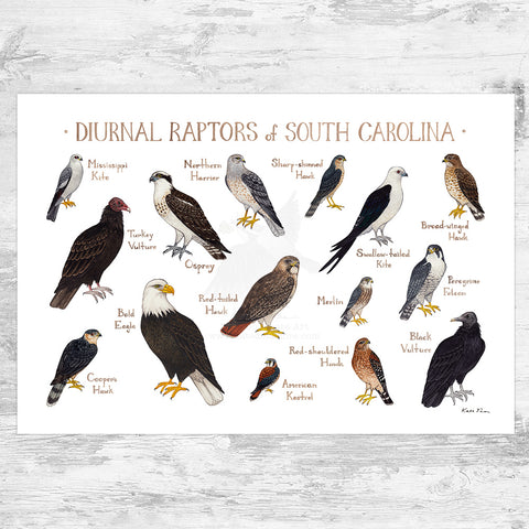 South Carolina Diurnal Raptors Field Guide Art Print