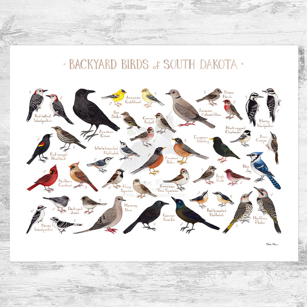 South Dakota Backyard Birds Field Guide Art Print