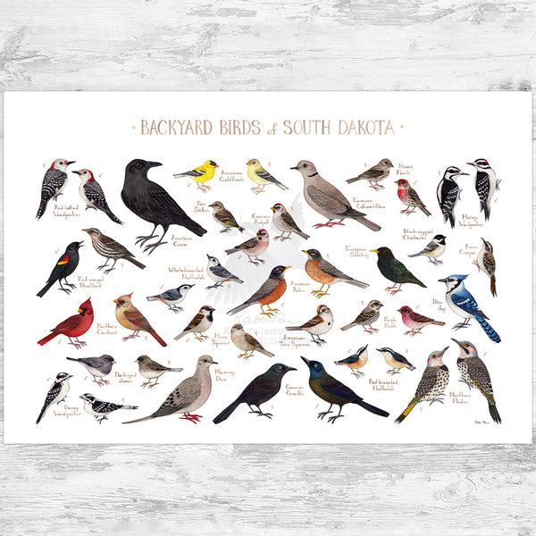 South Dakota Backyard Birds Field Guide Art Print