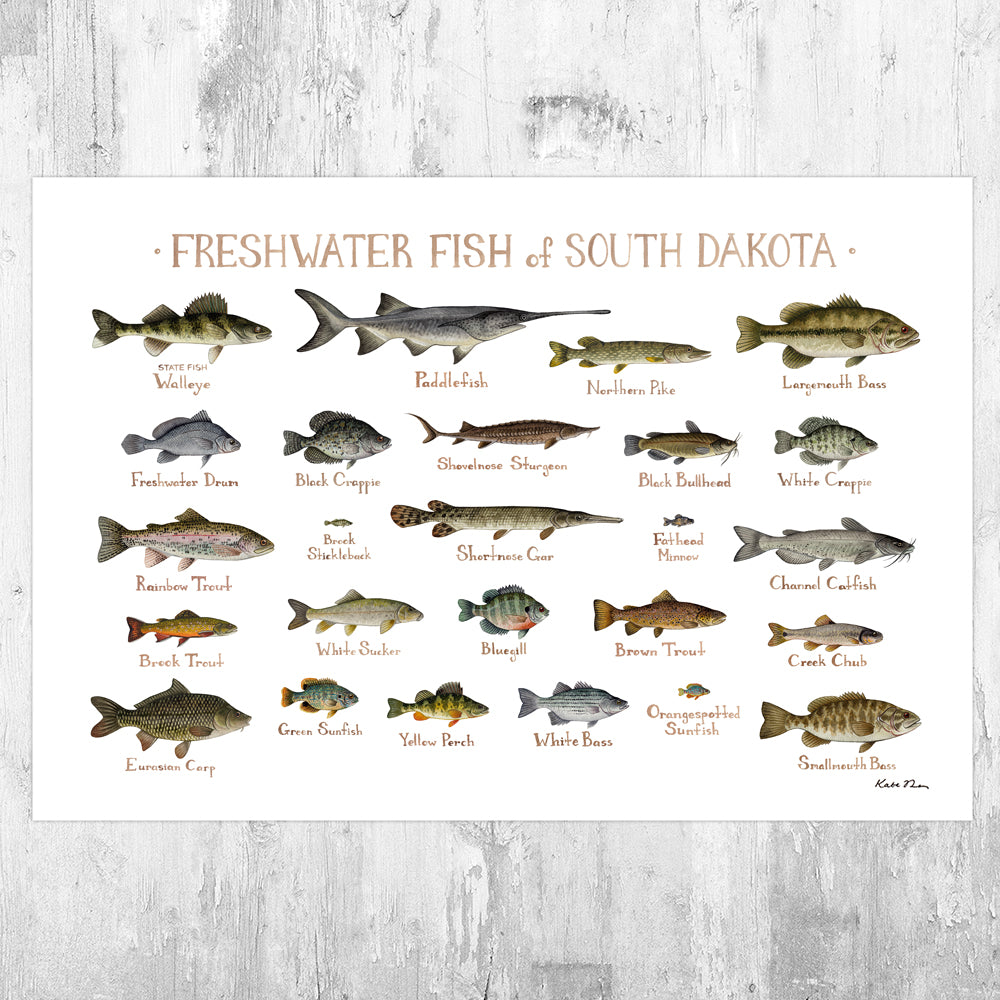 South Dakota Freshwater Fish Field Guide Art Print Kate Dolamore Art