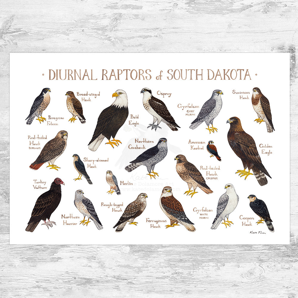 South Dakota Diurnal Raptors Field Guide Art Print