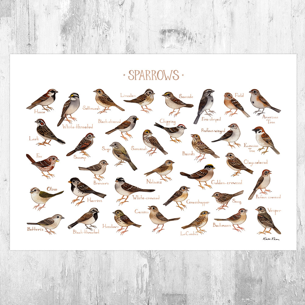 Sparrows of North America Field Guide Art Print